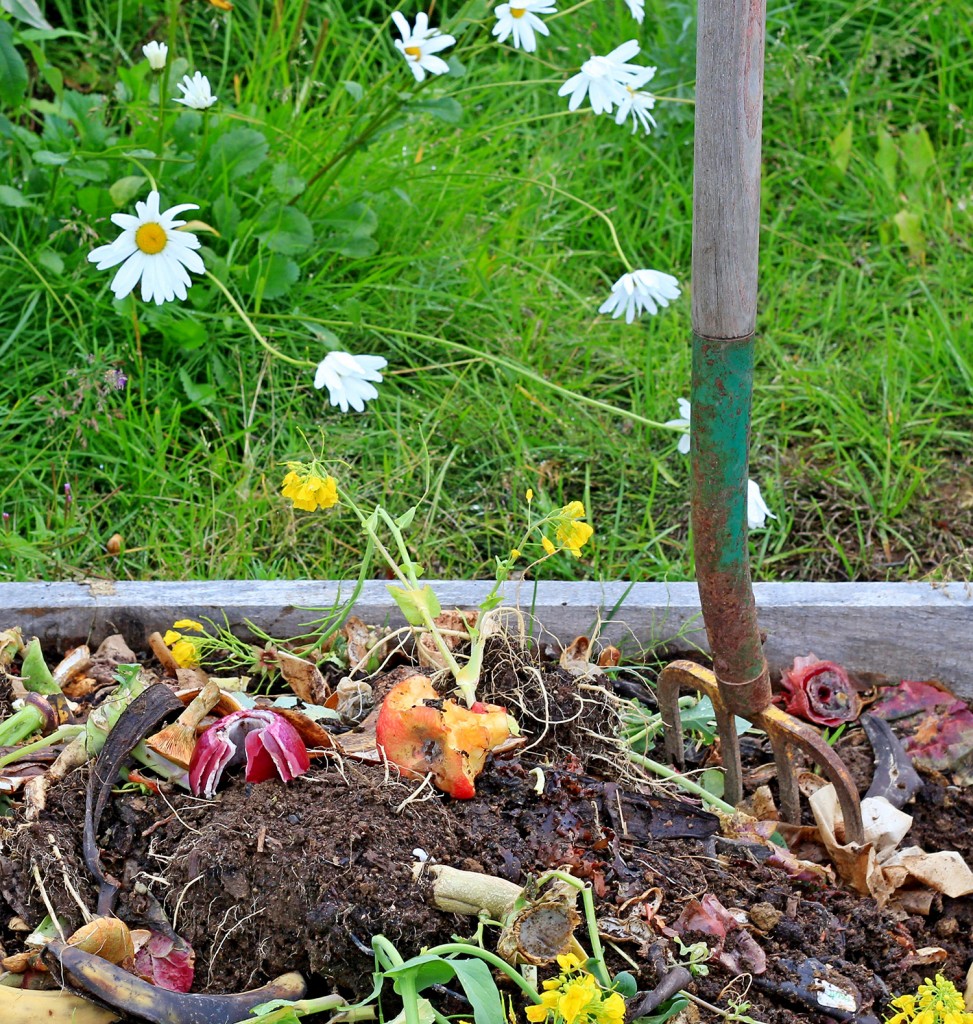Close up view of a compost pile with turning pitchfork in summer with grass and daisies in the background.